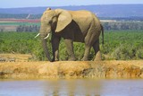 Fototapeta Sawanna - african elephant
