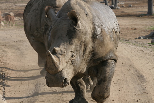 Rhinoscerous Rhino Closeup Water Uffalo Mammal An Buy This