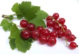 branche de groseilles
