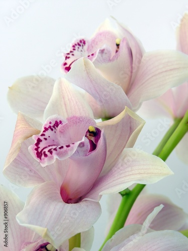 rozowy-kwiat-orchidei