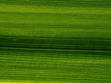 160_f_916425_swpvitlhw41y3wstdefbhdjklinppm