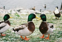 Mallards Duck Kiss