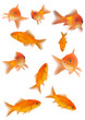 canvas print picture goldfishes