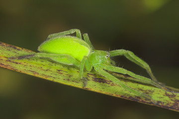 hembra de  araña micrommata virescens