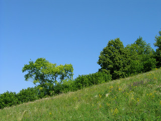 the landscape with wood on grief.