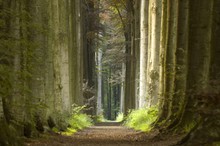 Nature Pathway