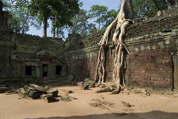 Wall Mural - root and temple