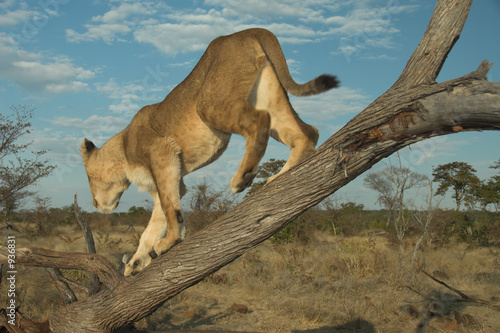 Board z aluminiowym obramowaniem Afryka lew (panthera leo)