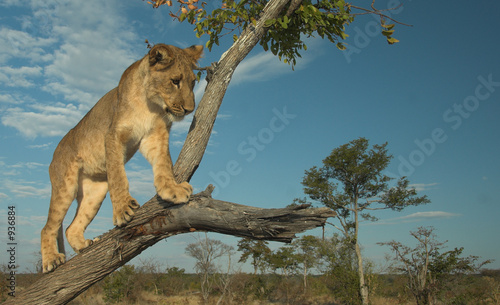 Board z aluminiowym obramowaniem Afryka lew (panthera leo)