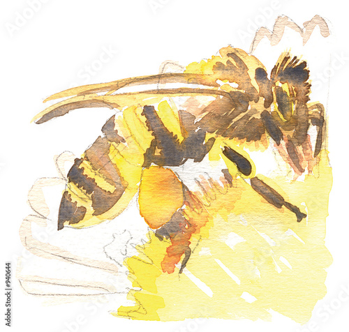 Fototapeta na wymiar abeille aquarelle