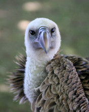 Vultures Head