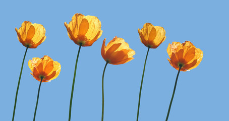 yellow poppies and blue sky