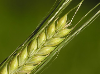 corn ready for the harvest