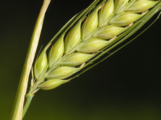 corn ready for the harvest