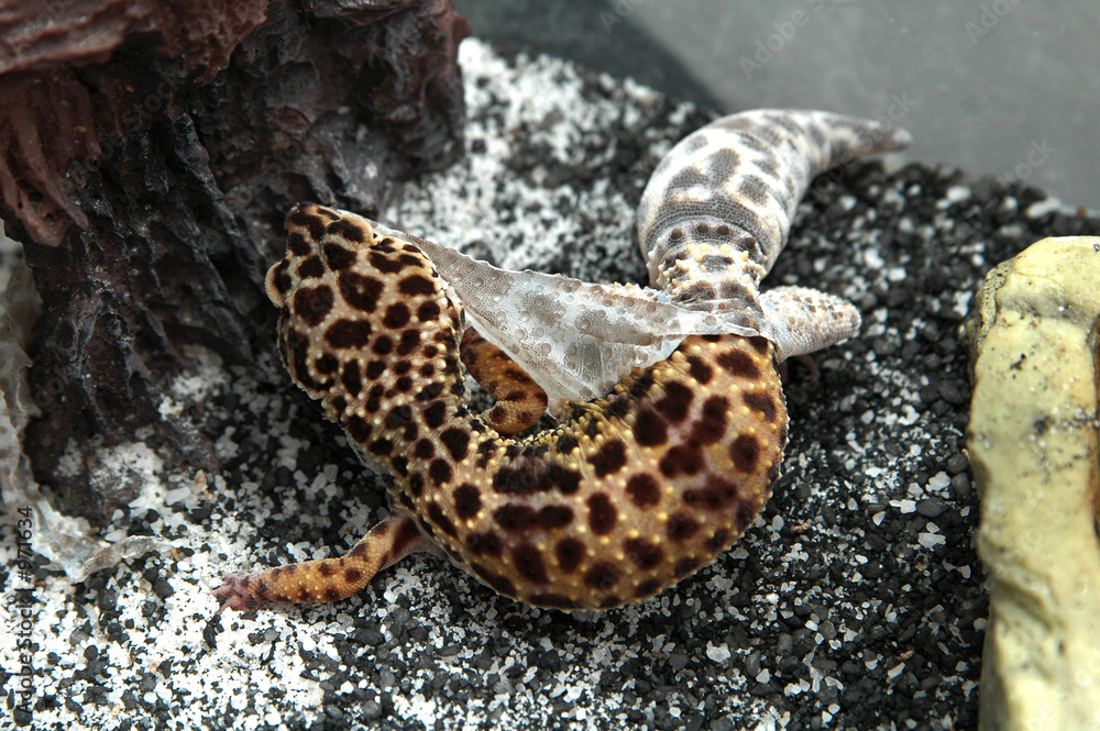 Fresh Look at Leopard Gecko Shedding Stock Photo
