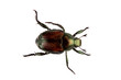 japanese beetle pest - popillia japonica