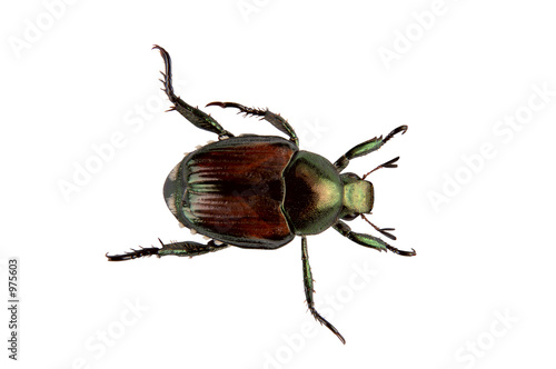 Japanese Beetle Pest Popillia Japonica Acquista Questa Foto Stock Ed Esplora Foto Simili In Adobe Stock Adobe Stock