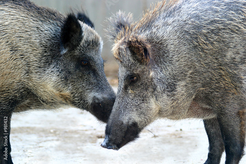 wild boar couple