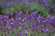 the levender violet field