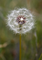 Wall Mural - dandelion