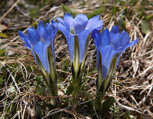 Wall Mural - gentiana grandiflora