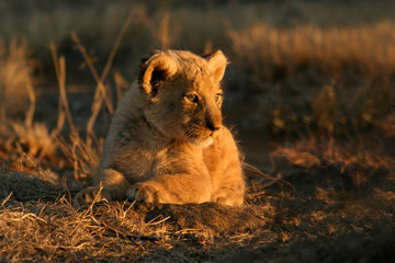 Wall Mural - lion cub