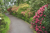 Fototapeta Koty - rhododendron garden