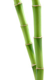 lucky bamboo stems