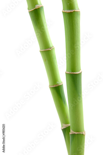 Fototapeta do kuchni lucky bamboo stems