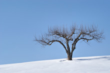 Apple Tree In Winter