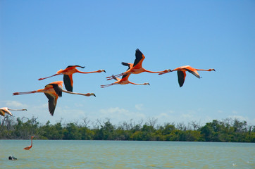 Fotoroleta karaiby flamingo dziki woda egzotyczny