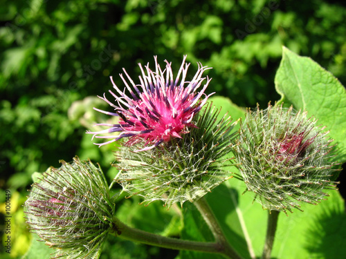 Fotografía burdock - a flower of a burdock.
