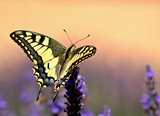 machaon sur fond orange