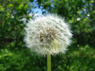 dandelion white 2