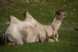 resting bactrain camel