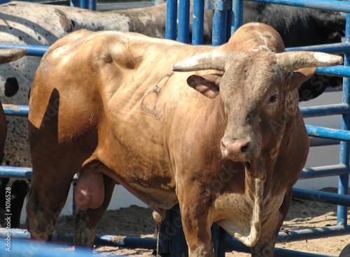 Naklejka samoprzylepna Byk rodeo