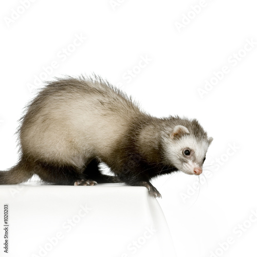 297 Furet Wall Murals Canvas Prints Stickers Wallsheaven