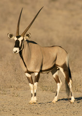 Wall Mural - gemsbok antelope
