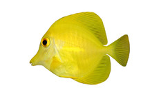 Yellow Fish Isolated