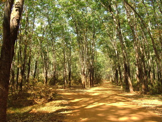 Wall Mural - plantation d'heveas, cambodge