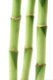Fototapeta Dziecięca - 3 bambus halme