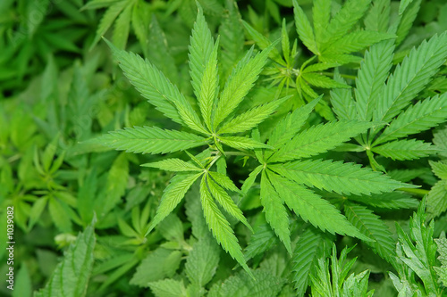 Naklejka - mata magnetyczna na lodówkę cannabis background