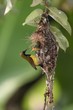 Leinwandbild Motiv olive-backed sunbird