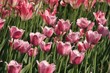 Leinwandbild Motiv pink diamond tulips