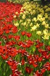 Leinwandbild Motiv red and yellow tulips