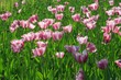 Leinwandbild Motiv pink diamond tulips