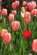 Leinwandbild Motiv pink tulilps