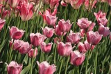 Fototapeta Kwiaty - pink diamond tulips