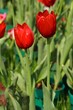Leinwandbild Motiv red tulips