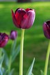 Leinwandbild Motiv purple tulips